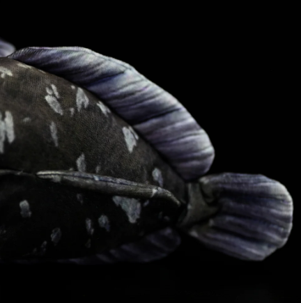 Coelacanth Plush
