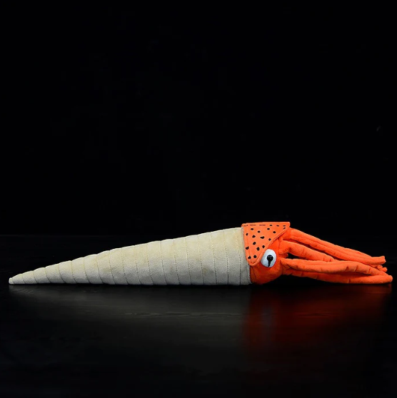 Orthocone Nautiloid (Orthoceras)