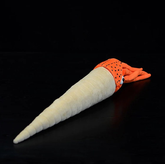 Orthocone Nautiloid (Orthoceras)