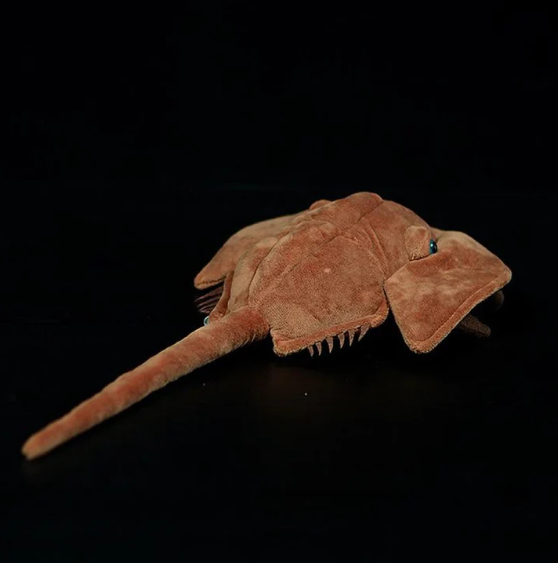 Horseshoe Crab