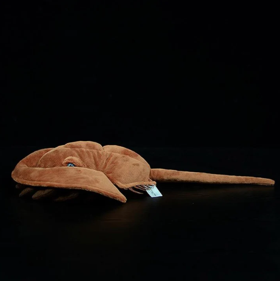 Horseshoe Crab