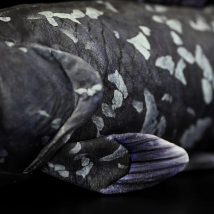 Coelacanth Plush