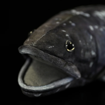 Coelacanth Plush