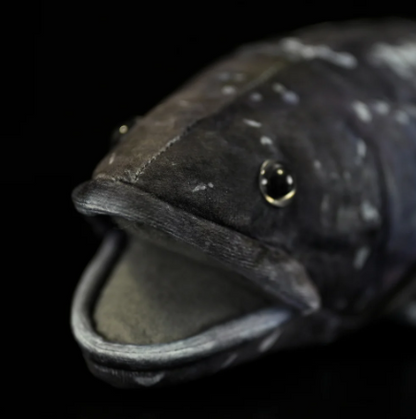 Coelacanth Plush
